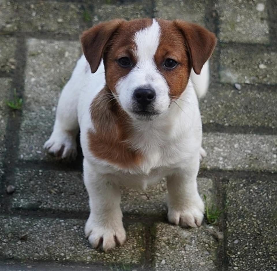 Jack Russell Terrier/chihuahua