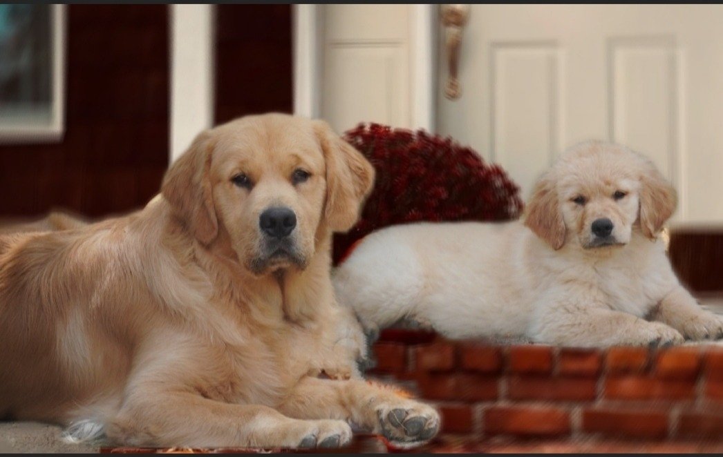 Golden Retreiver Americano Allevamento Sweet Pride