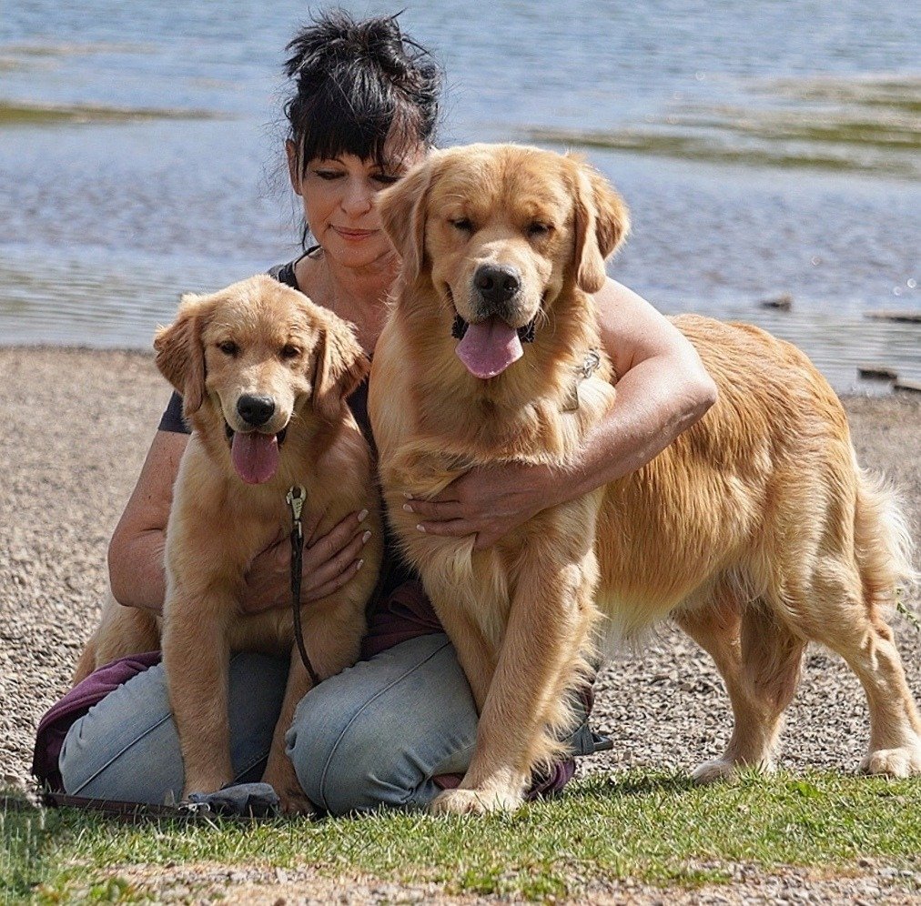 Golden Retriever Americano di Allevamento sweet pride