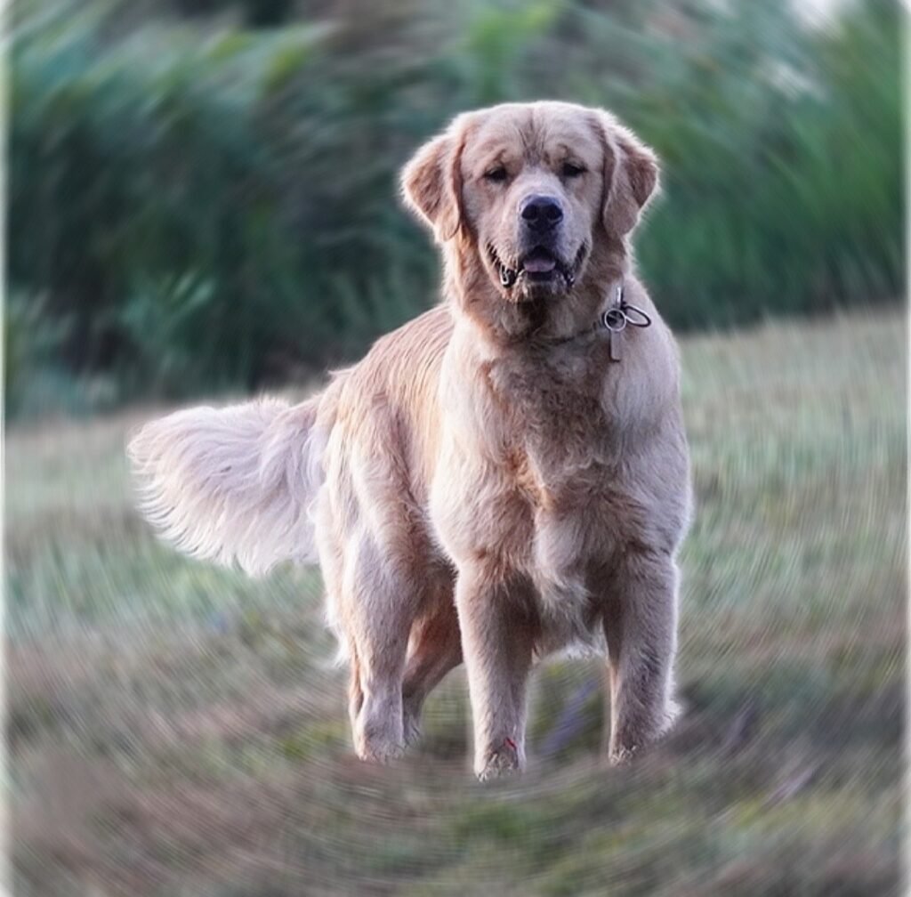 Golden Retriever Americano