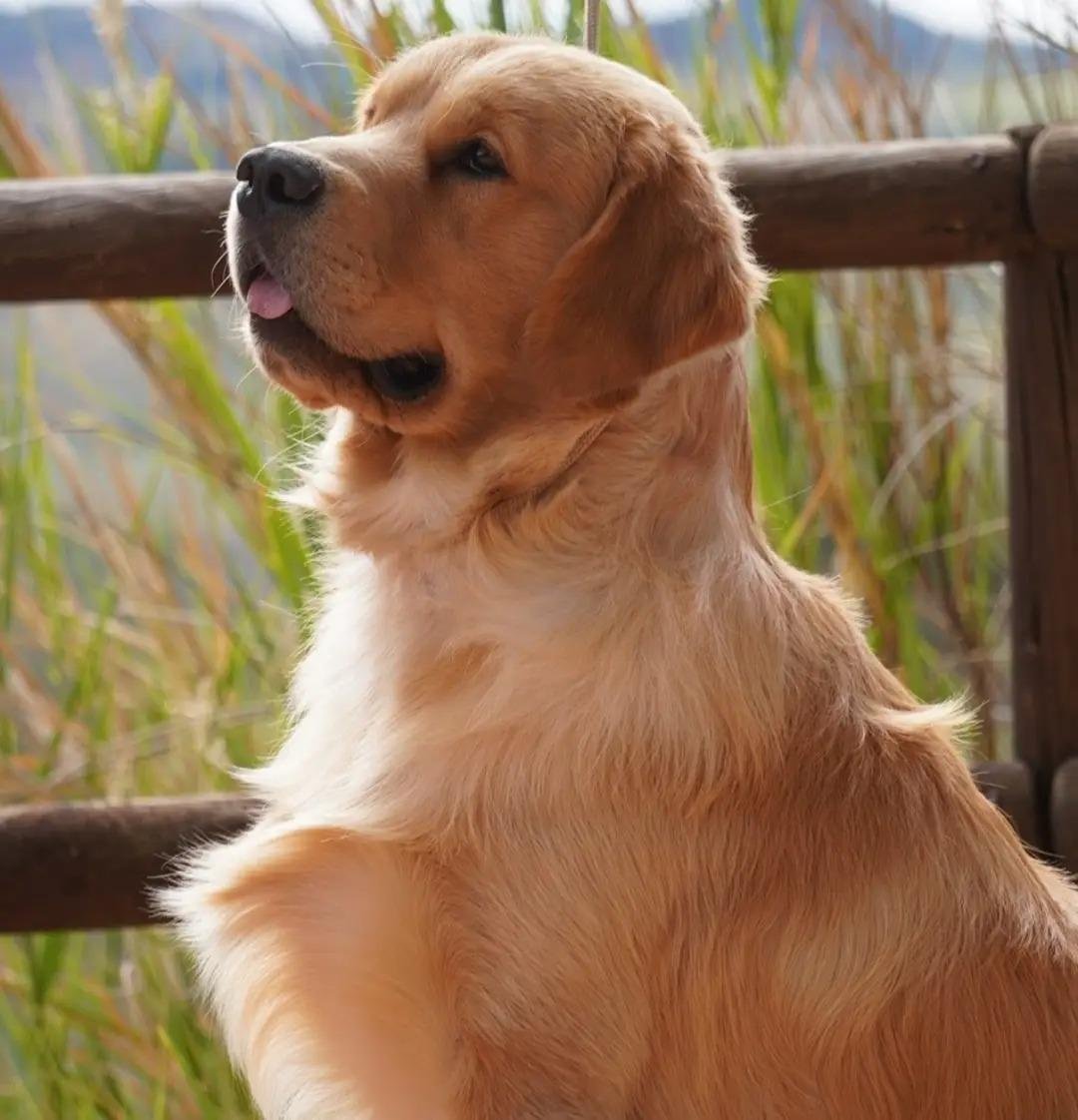 Golden Retreiver Americano Allevamento Sweet Pride