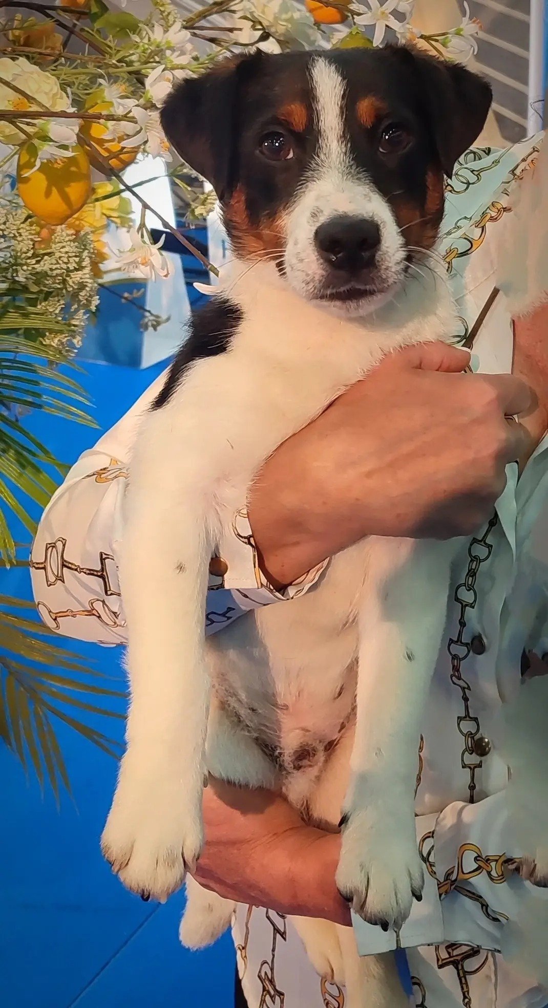 Jack Russell Terrier Allevamento Sweet Pride Calenzano