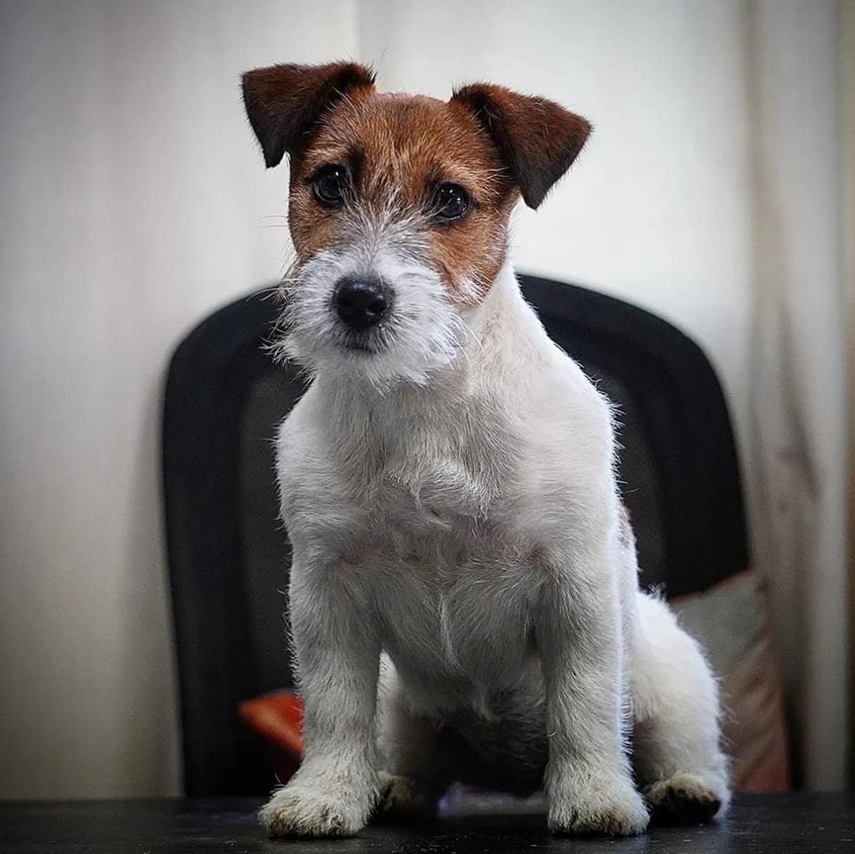 Jack Russell Allevamento Sweet Pride