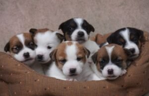 Jack Russell Allevamento Sweet Pride