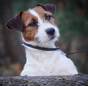 Jack Russell Terrier Allevamento Sweet Pride Calenzano