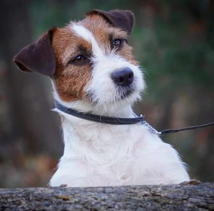 Jack Russell Terrier Allevamento Sweet Pride Calenzano