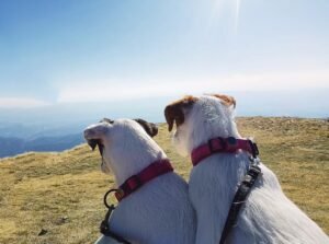Pensione per cani calenzano