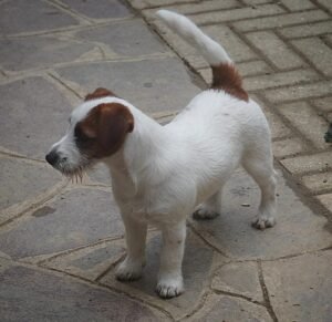 Pensione per cani calenzano