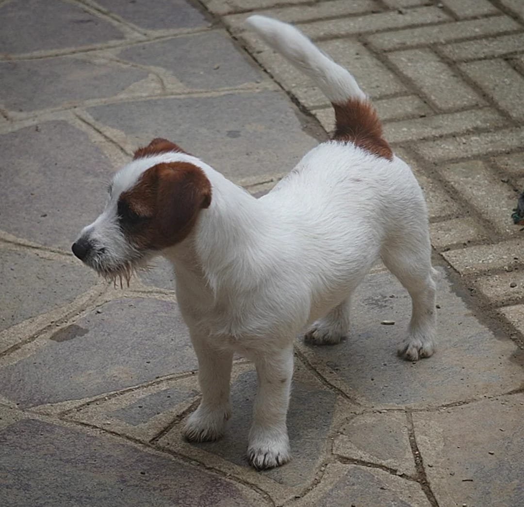 Pensione per cani calenzano