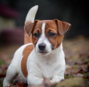 Jack Russell Terrier Allevamento Sweet Pride Calenzano