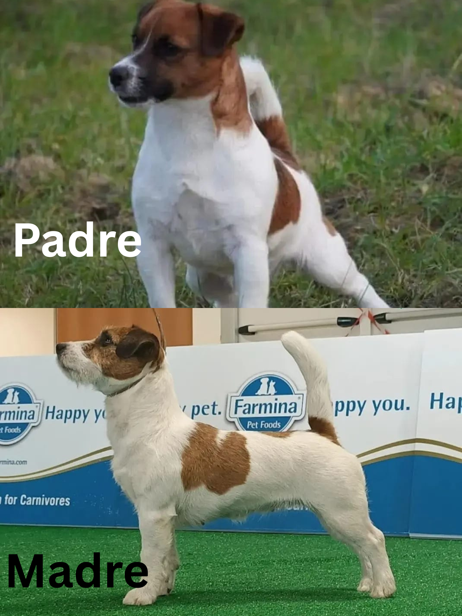 Padre (2)