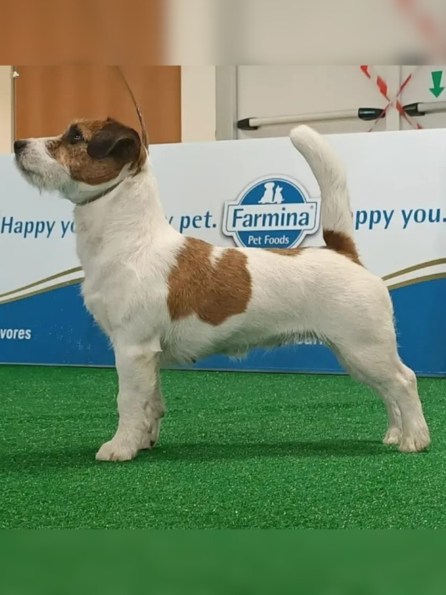 Foto Jack Russell Allevamento Calenzano