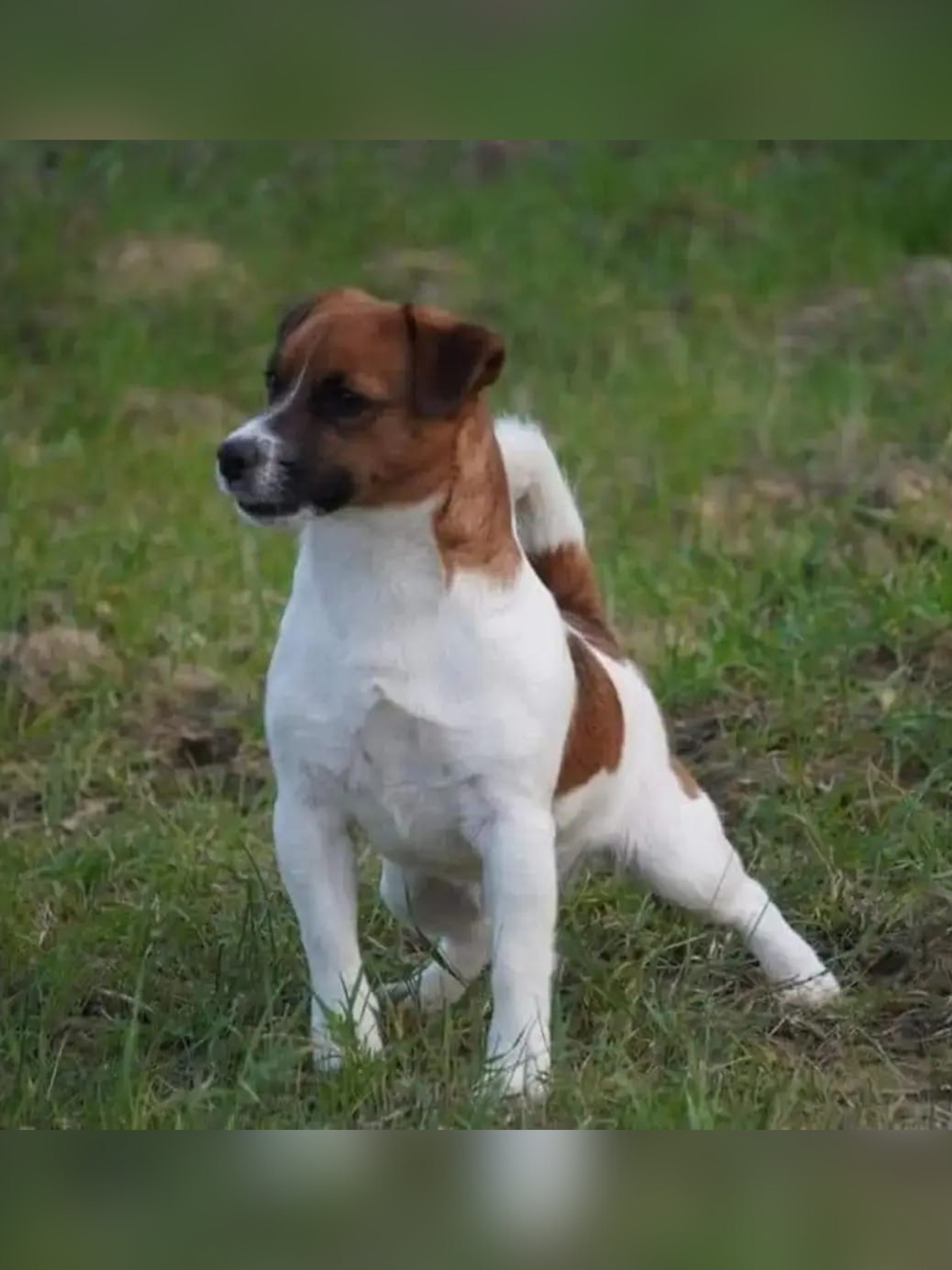 Foto Jack Russell Allevamento Calenzano