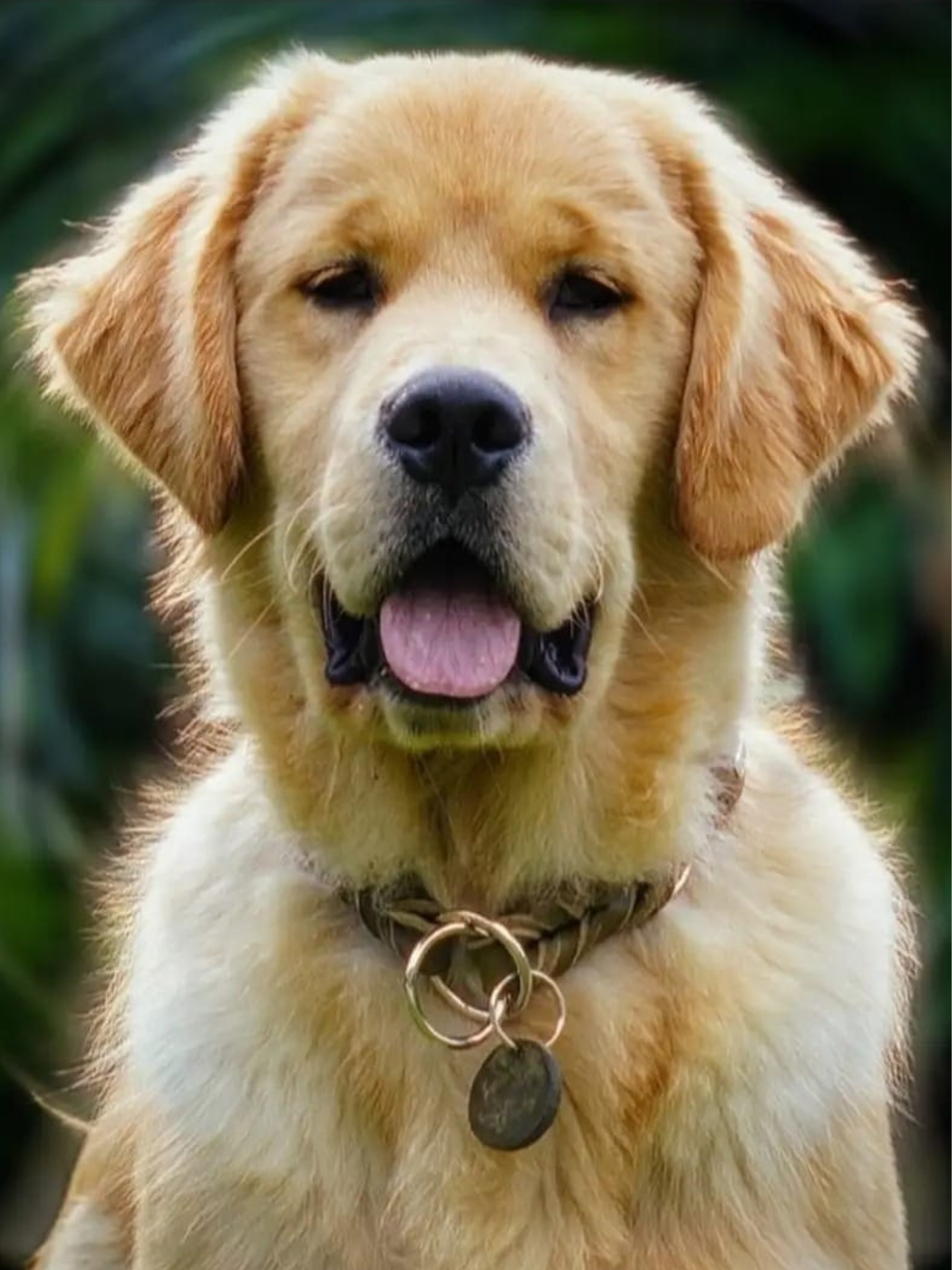 Golden Retreiver Americano Allevamento Sweet Pride