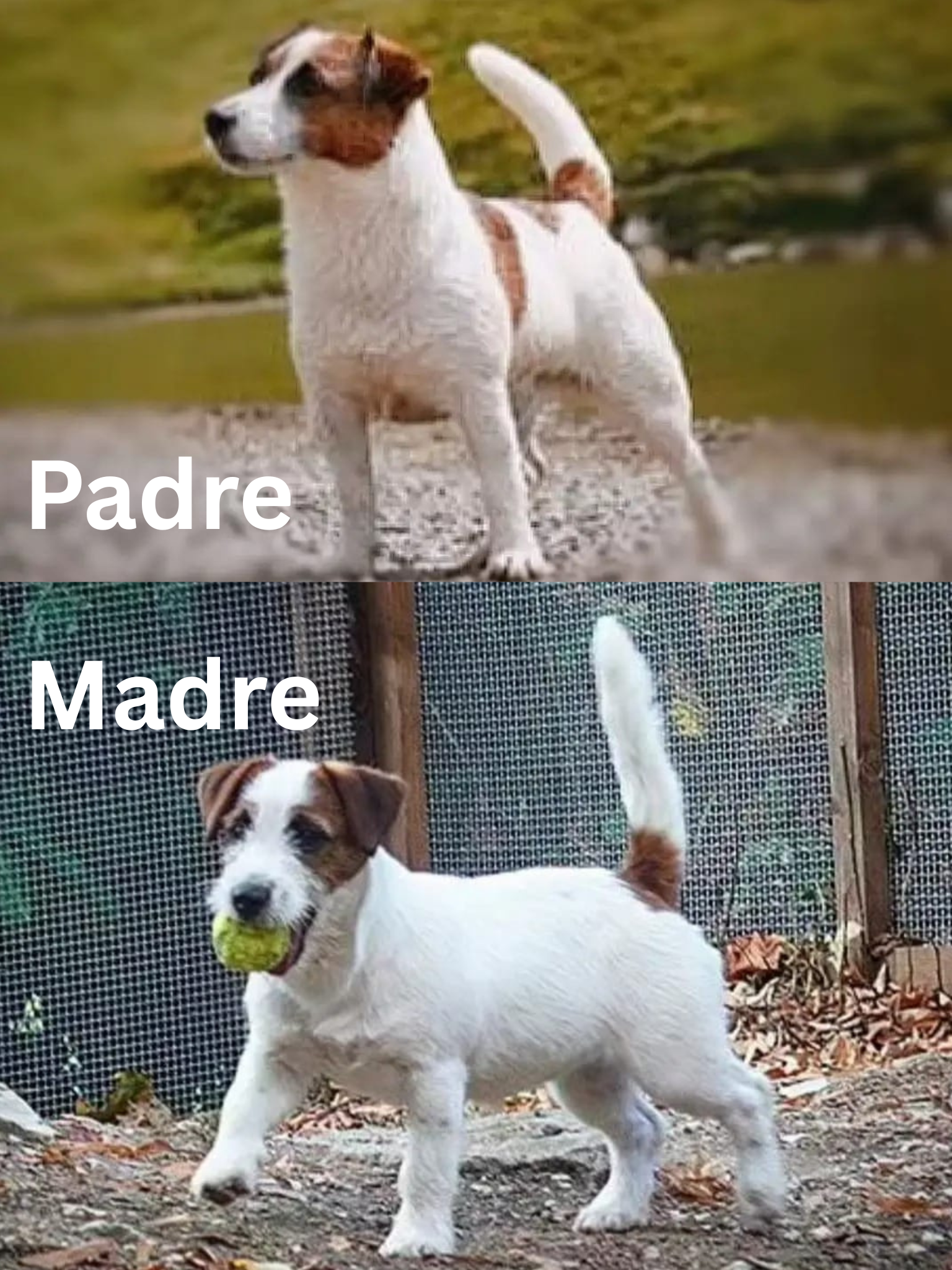 Padre