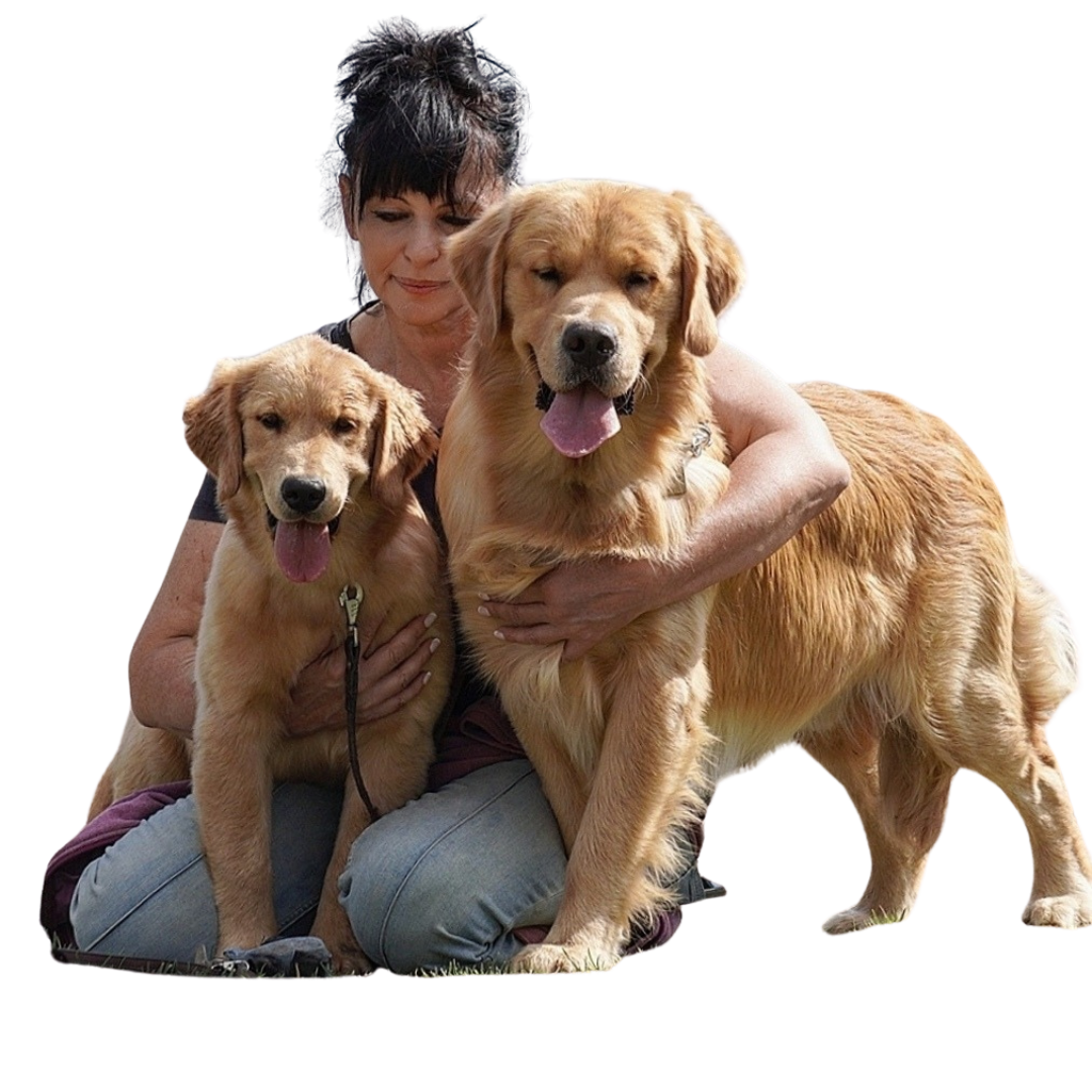 Golden Retriever Americano di Allevamento sweet pride
