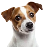 Jack Russell Terrier
