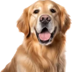 Golden Retriever Americano