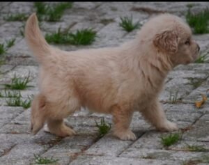 Femmine Golden retriever americano disponibili nate il 22/09/25