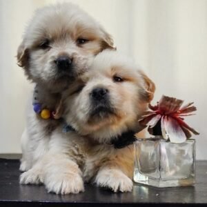 Femmine Golden retriever americano disponibili nate il 22/09/25