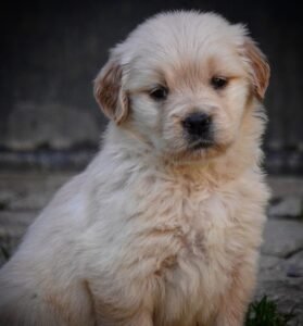 Femmine Golden retriever americano disponibili nate il 22/09/25