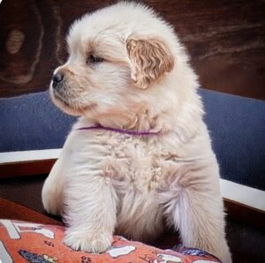 Femmine Golden retriever americano disponibili nate il 22/09/25