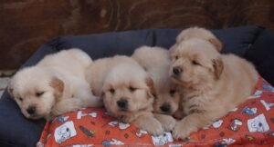 Femmine Golden retriever americano disponibili nate il 22/09/25
