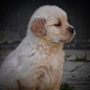 Femmine Golden retriever americano disponibili nate il 22/09/25