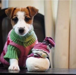 Cucciolata jack russell terrier 2026 firenze