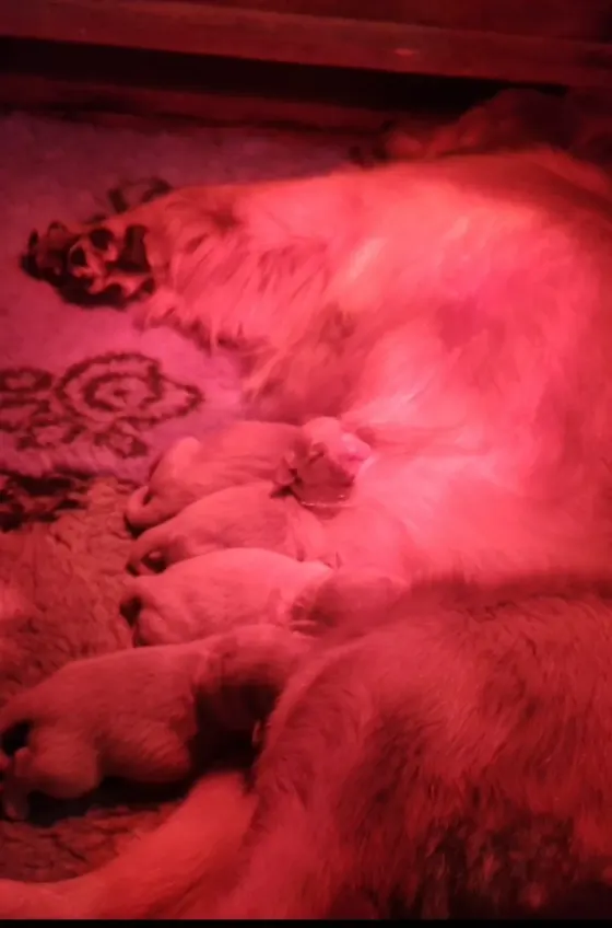 Cucciolata disponibile a Natale