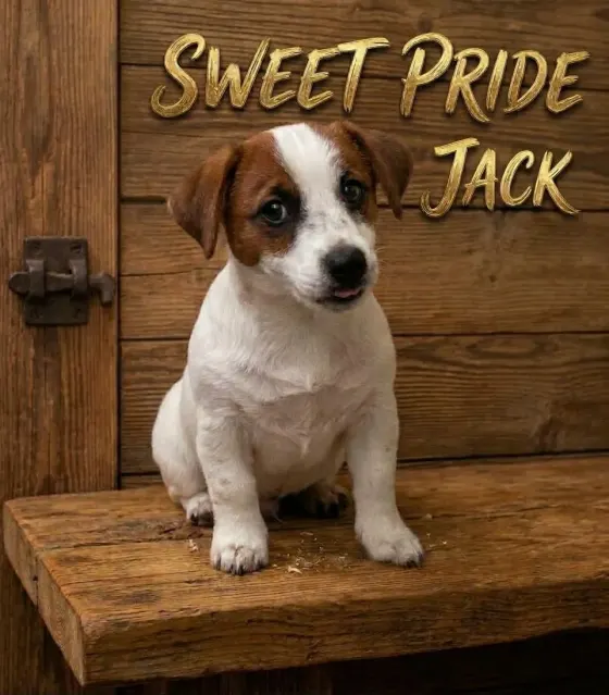 Jack Russell terrier disponibili a Marzo pelo liscio – Jack Russell Terrier