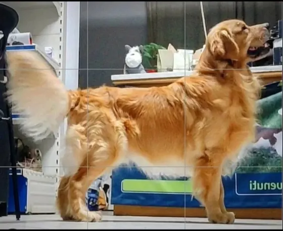 Cucciolata da Natale – Golden Retriever Americano