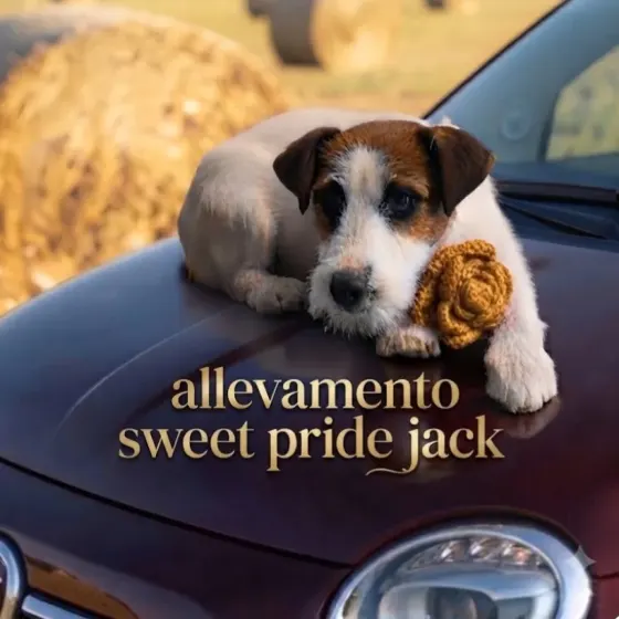 Jack Russell terrier pelo broken disponibili fine gennaio 2027 – Jack Russell Terrier