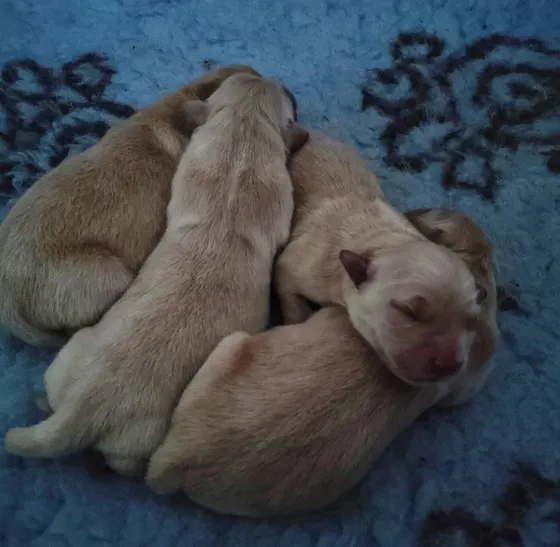 Cucciolata disponibile a Natale – Golden Retriever Americano