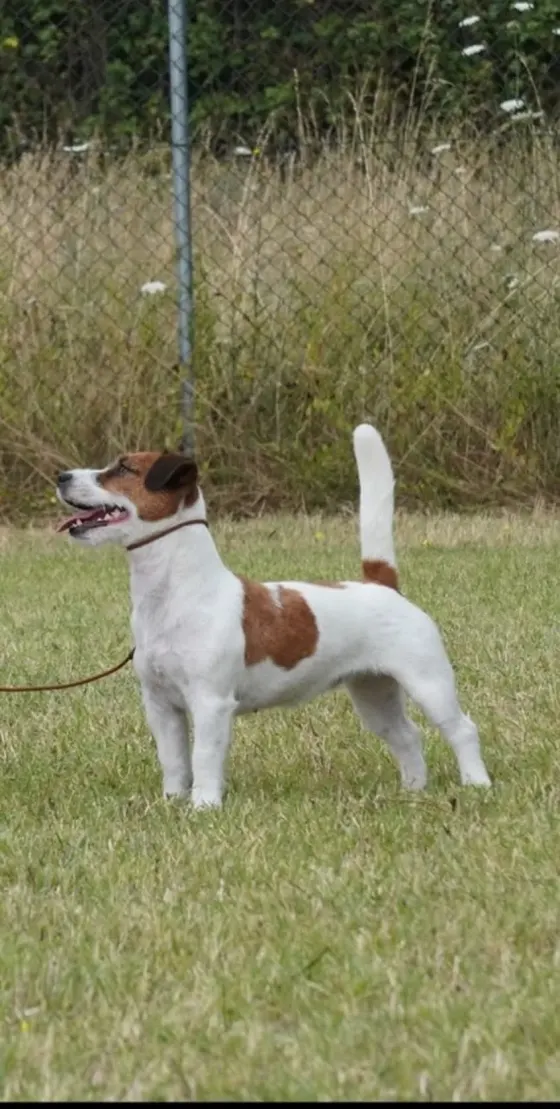 Habanerina – cane in adozione