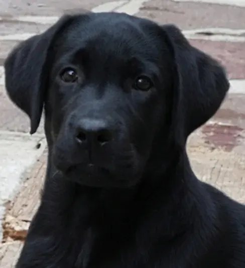 Cucciolata labrador retriever neri disponibili da fine febbraio – Labrador Retriever