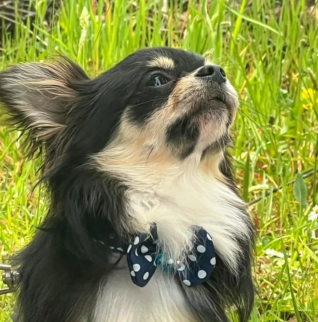 I piccolissimi "chihuahua"💎