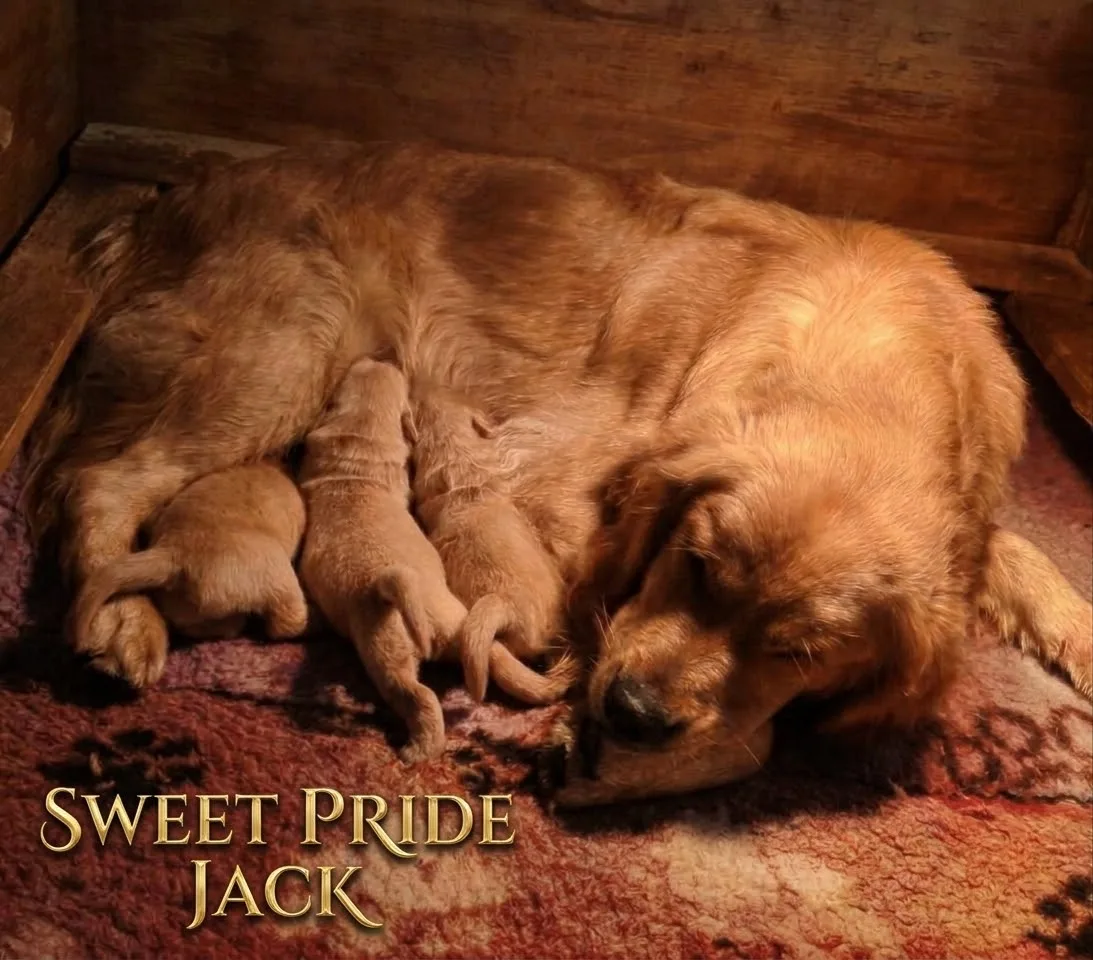Nuova cucciolata golden americano chiamaci!!!!