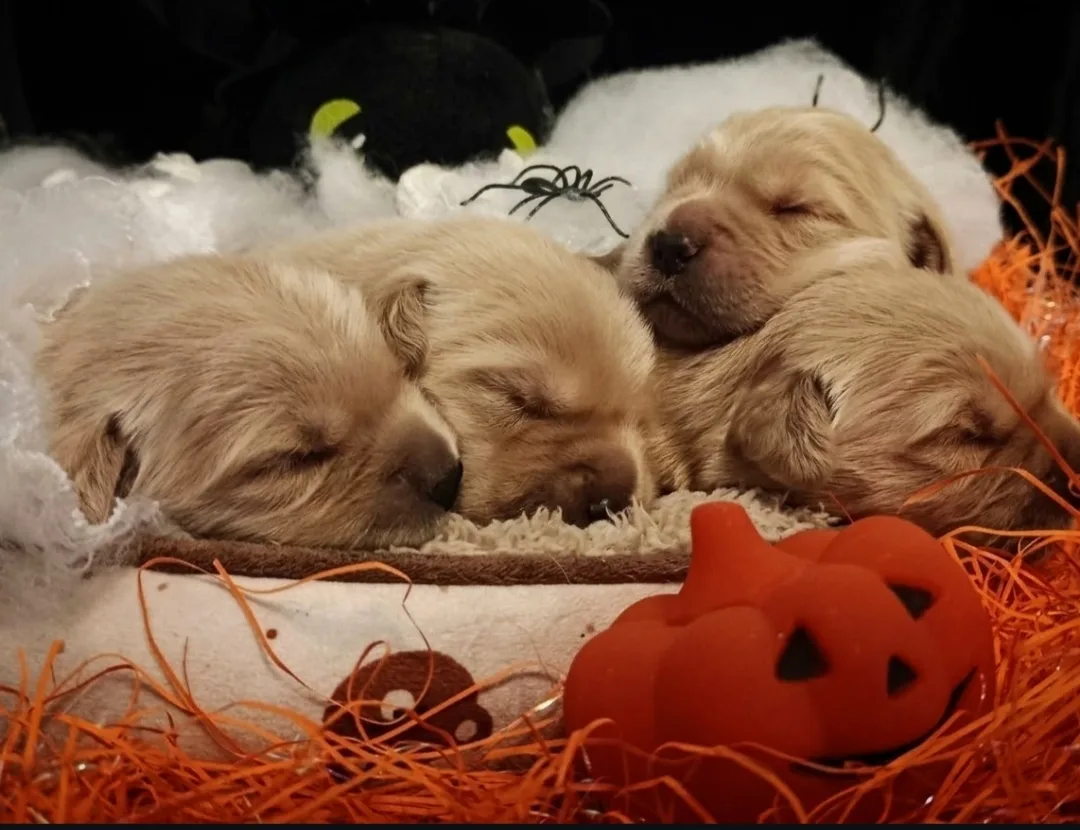 Nuova cucciolata golden americano chiamaci!!!!